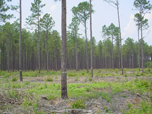 Longleaf Shelterwood Cut